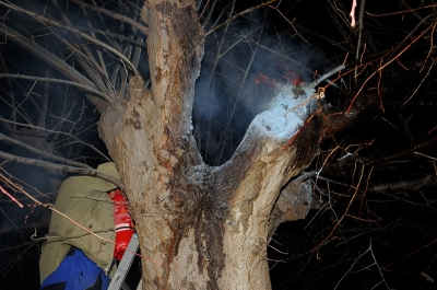 Sant'Antonio Abate 2011